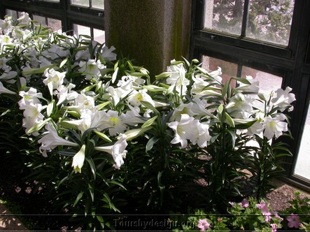 Lilies of the Field.JPG
