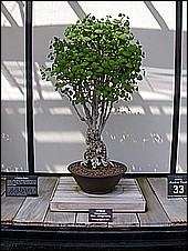 97 yr old Ginkgo Biloba.JPG