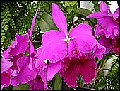 Flower.jpg