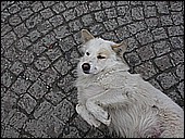 Italian Dog being lazy.JPG